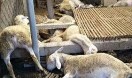 爆料新闻羊,揭秘羊的新闻爆料背后的真相